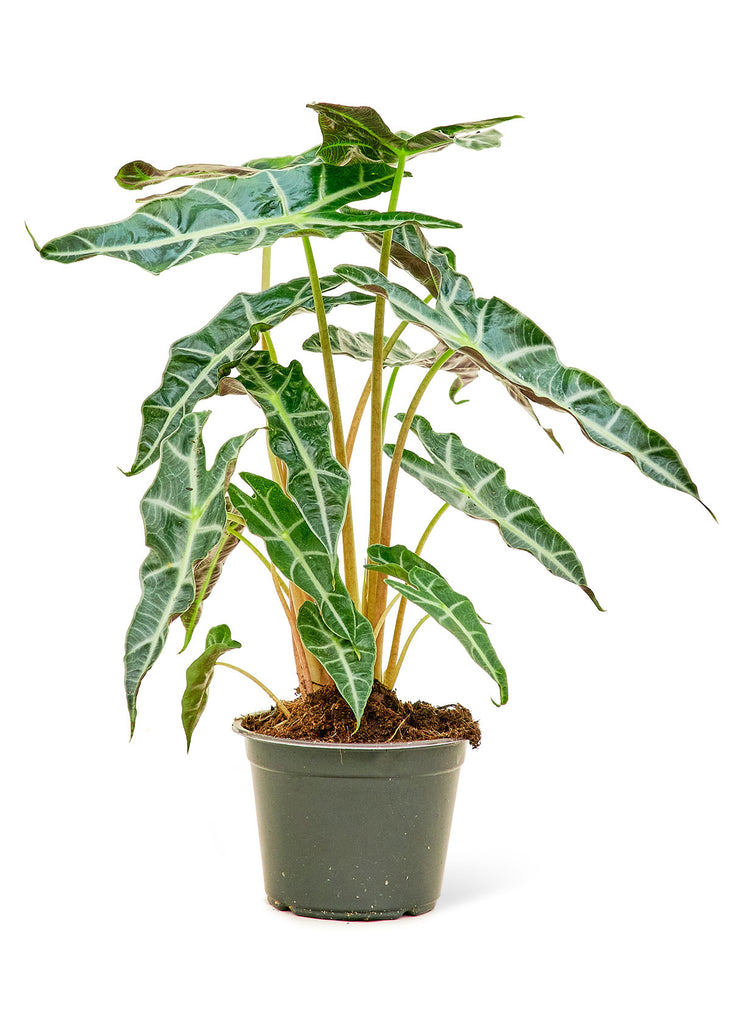 Alocasia 'Polly', Medium